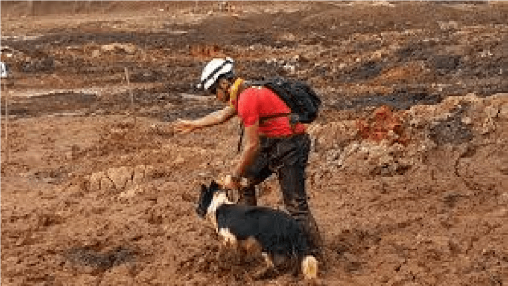 Brumadinho: maioria das vítimas foram localizadas por cães treinados 