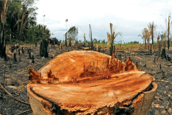 Acordo libera R$ 1,6 bilhão da Lava Jato para Amazônia